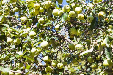ağaç dalı ile olgun yeşil elma meyve bahçesinde