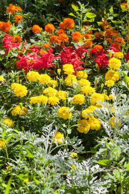 sarı karanfil çiçek yeşil çiçek yatakta