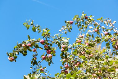 Olgun kırmızı malus elma ve mavi gökyüzü ile şube