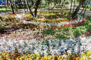 karanfil ve jacobaea tesisi ile yuvarlak flowerbed