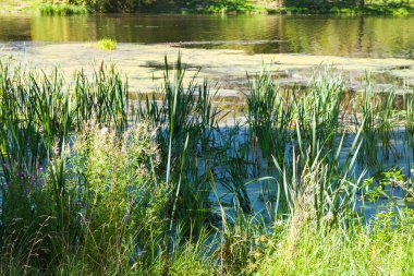 gölet çamur ve duckweed ile büyümüş