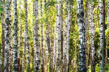 Beyaz huş ağacı yaz mayo ormandaki ağaçlar
