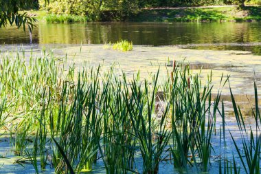 sümük ve duckweed ile büyümüş orman gölet