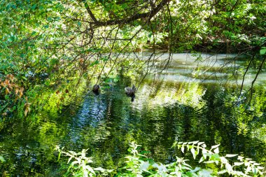 Yaz aylarında küçük orman Gölde ördekler
