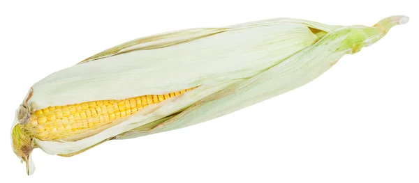 Orelha fresca de milho maduro isolado em branco — Fotografia de Stock