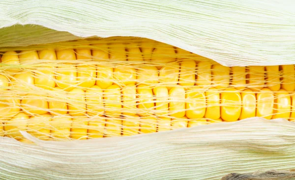 Mısır olgun kulak içinde sarı tohum