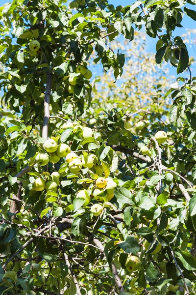 yeşil ağaç dalı olgun sarı elma meyve ile