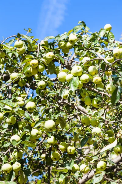 Ветви яблок, усыпанных спелыми яблочными плодами — стоковое фото