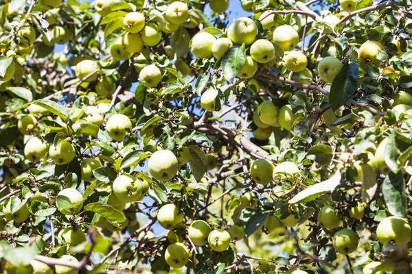 ağaç dalı ile olgun yeşil elma meyve bahçesinde