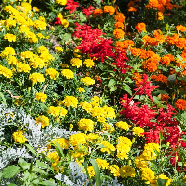 Gelbe, orange, rote Dianthusblüten auf dem Blumenbeet — Stockfoto