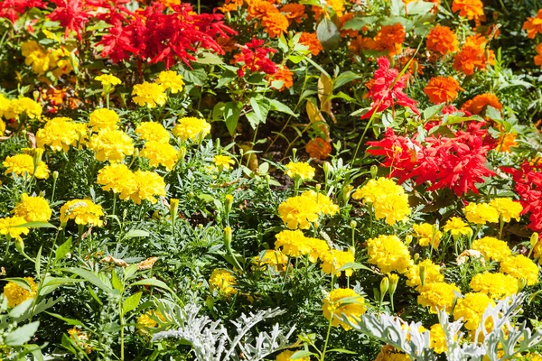 Gelbe, rote Dianthus-Blüten auf grünem Blumenbeet — Stockfoto