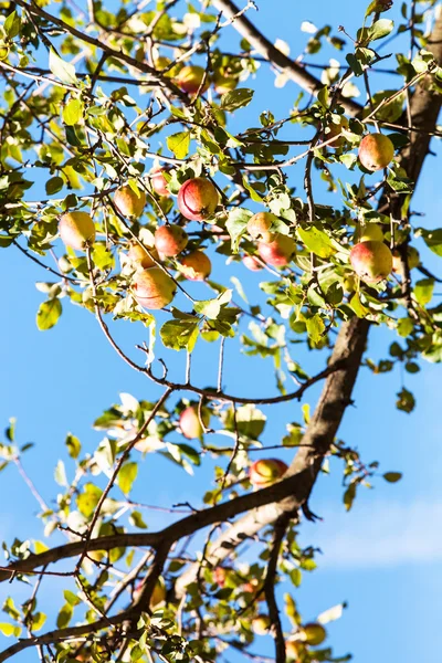 Dojrzałe jabłka czerwone i żółte na gałęzi drzewa z bliska — Zdjęcie stockowe