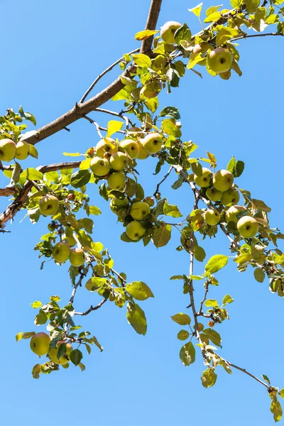 Mele gialle mature sul ramo dell'albero da vicino — Foto Stock