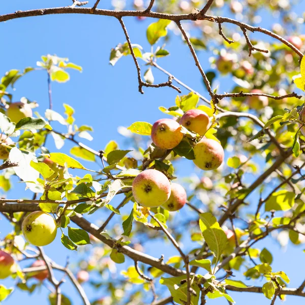 Reife rosa und gelbe Äpfel auf Zweigen aus nächster Nähe — Stockfoto
