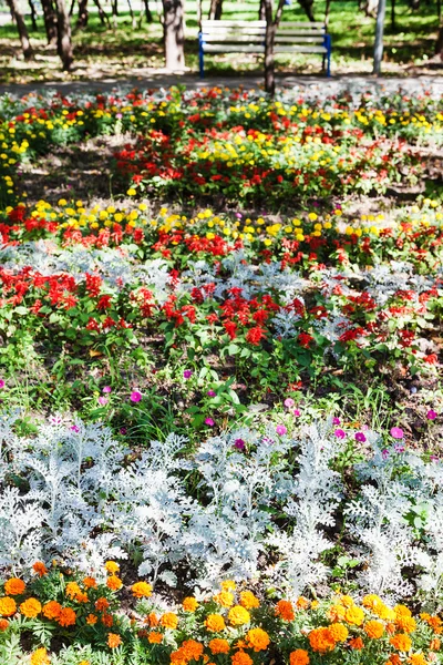 Aiuola con fiori di dianthus e pianta di jacobaea — Foto Stock