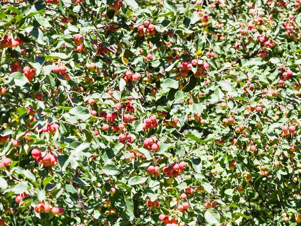 Beaucoup de pommes sauvages rouges mûres sur l'arbre dans la forêt — Photo