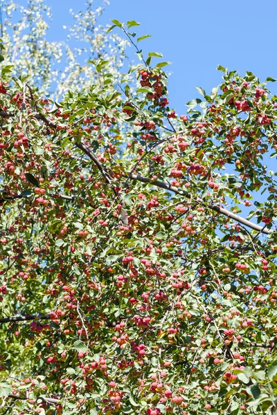 Branche d'arbre avec peu de pommes sauvages rouges mûres — Photo