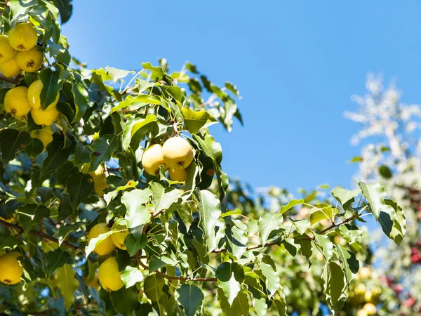 Rama de árbol con manzanas silvestres amarillas en el bosque — Foto de Stock