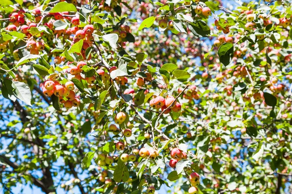 Ветка дерева с розовыми яблоками в лесу — стоковое фото