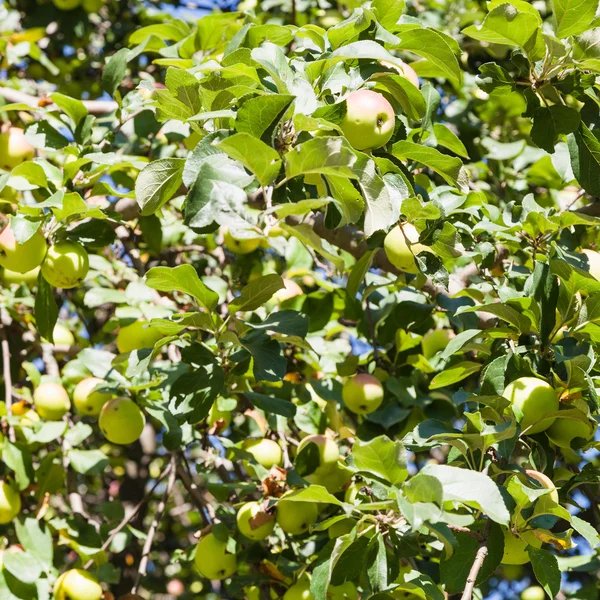 果樹園で古いリンゴの木に熟した黄色い果実をつける — ストック写真