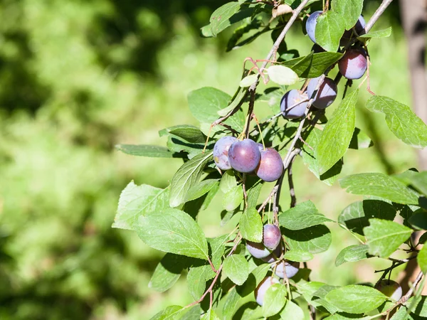 Tree twig with ripe plum fruits in forest — Stock Photo, Image