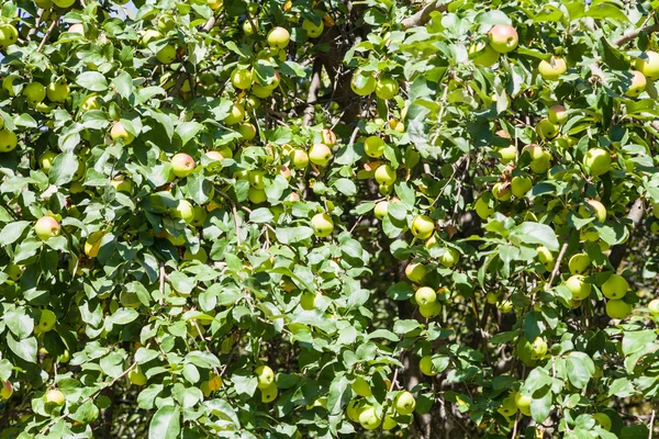 Muchas manzanas amarillas maduras en el árbol en el huerto — Foto de Stock