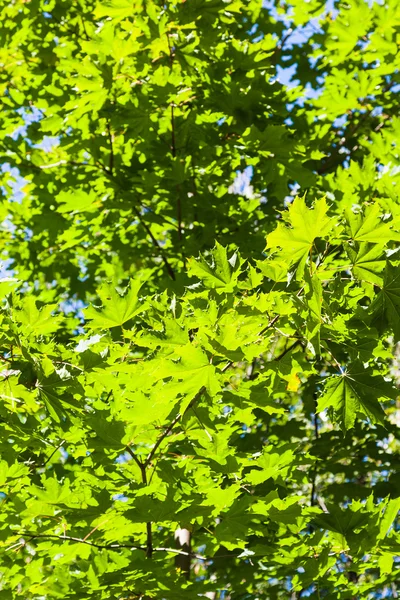 Zelené javorové listy osvětlená slunečním zářením — Stock fotografie