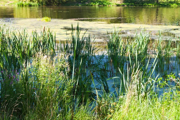 Lagoa coberta de lodo e erva daninha — Fotografia de Stock
