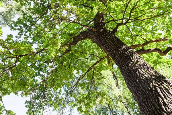 Vista in basso del fogliame verde quercia e tronco d'albero — Foto Stock