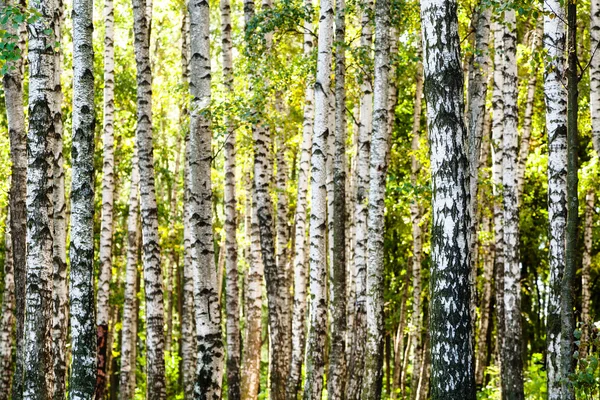 Beyaz huş ağacı yaz mayo ormandaki ağaçlar