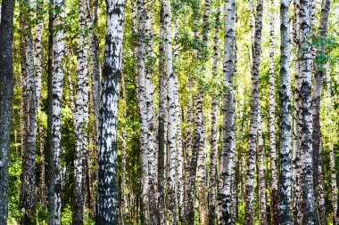 Huş ağaçları orman yaz gün