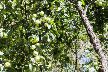 yeşil meyvelerde meyve bahçesi ile eski elma ağacı