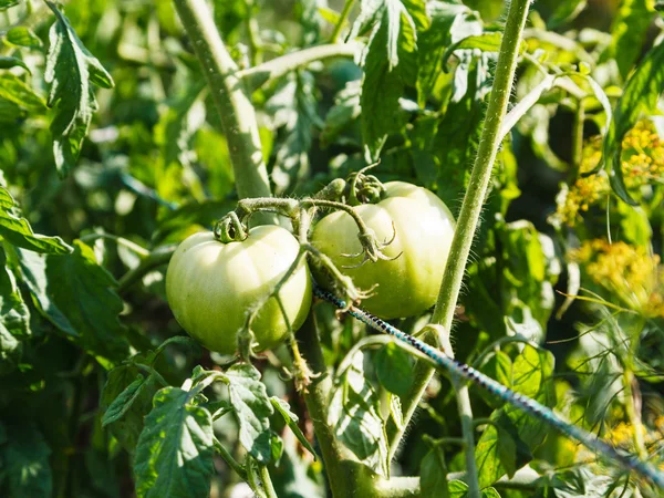 Green tomatoes on bush in garden — Stock Photo, Image