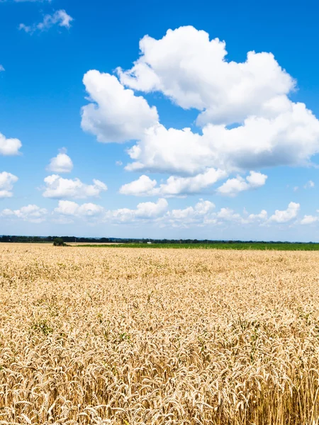 Paisaje rural con plantación de trigo —  Fotos de Stock