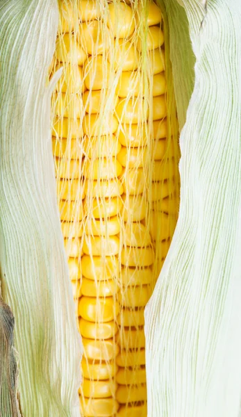 Sementes amarelas em orelha natural de milho — Fotografia de Stock