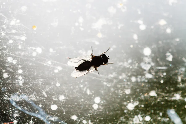 Chloropid latać na słoneczne okno glas — Zdjęcie stockowe