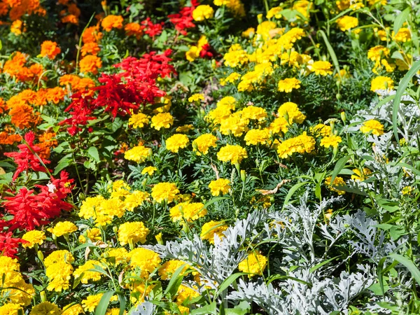 Gelbe, rote Dianthus-Blüten im Garten — Stockfoto
