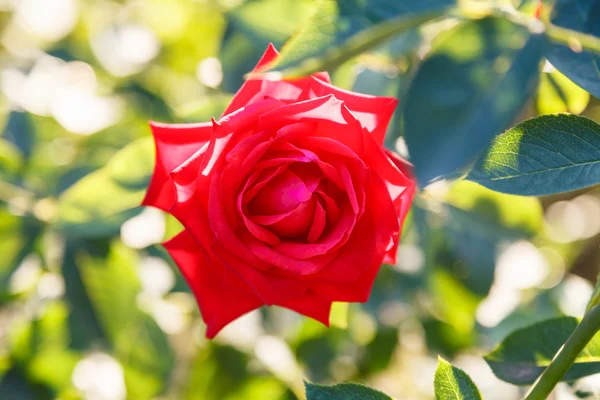 Fresh red rose outdoors — Stock Photo, Image