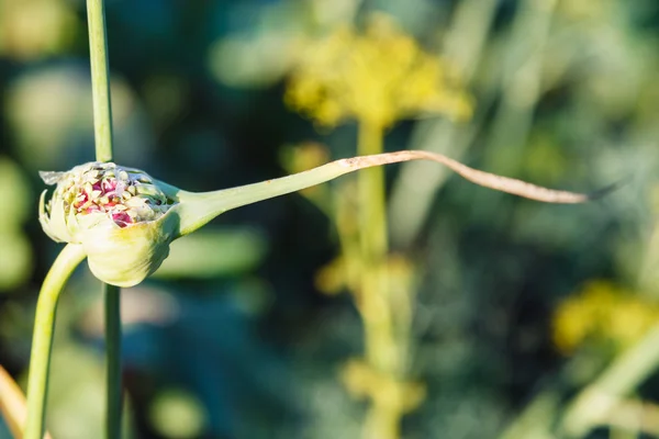 Seeds of onion close up at summer sunset — Stock Photo, Image