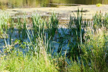 Reed gölet çamur ve duckweed ile büyümüş