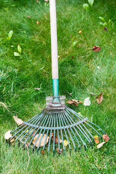 Cleaning of leaf litter from lawn by rake — Stock Photo, Image