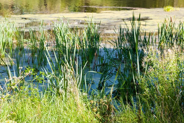 Reed in pond overgrown with slime and duckweed — Stock Photo, Image