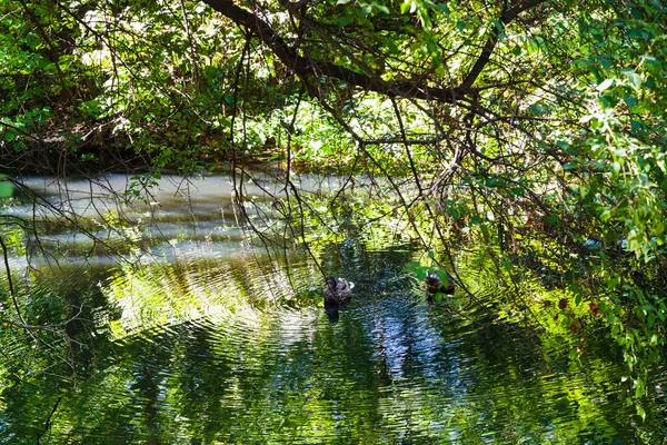 küçük orman yaz gölde ördekler
