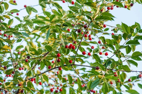 Kvistar med mogna röda körsbär och blå himmel — Stockfoto