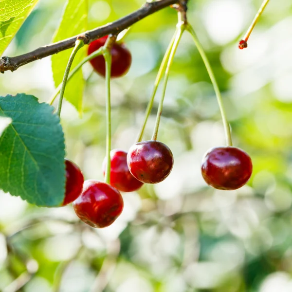 Twig with several red cherry ripe fruits close up — Stock Photo, Image