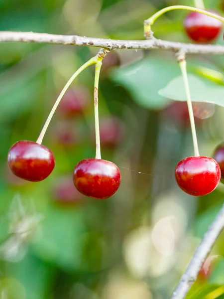 Tre röda körsbär på nära håll på trädgren — Stockfoto