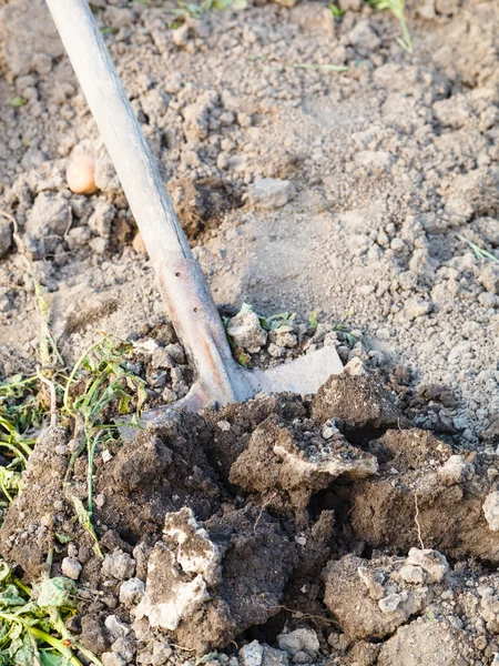 Den Garten mit dem Spaten ausgraben — Stockfoto