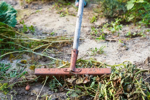 Nettoyage du jardin de l'herbe séchée par râteau — Photo