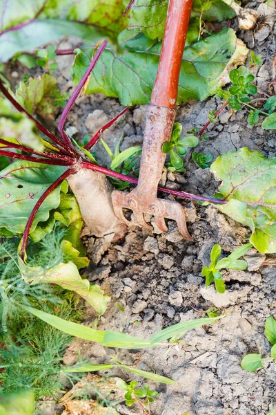 Hilling of red beet on garden bed — Stock Photo, Image