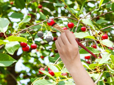 Kırmızı Olgun Kiraz ağacı üzerinde boya fırçası boyalar